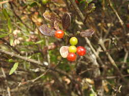 Alyxia buxifolia R. Br. resmi