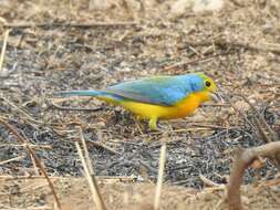 Image of Orange-breasted Bunting