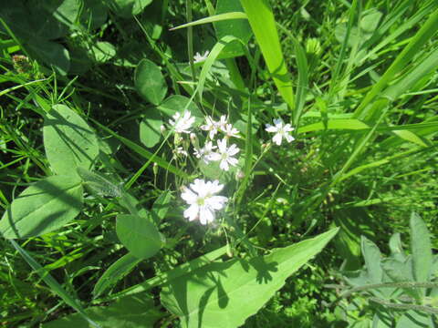 Image of Silene linnaeana V. N. Voroschilov