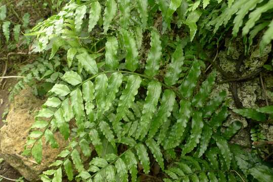 Слика од Lomagramma polyphylla Brack.