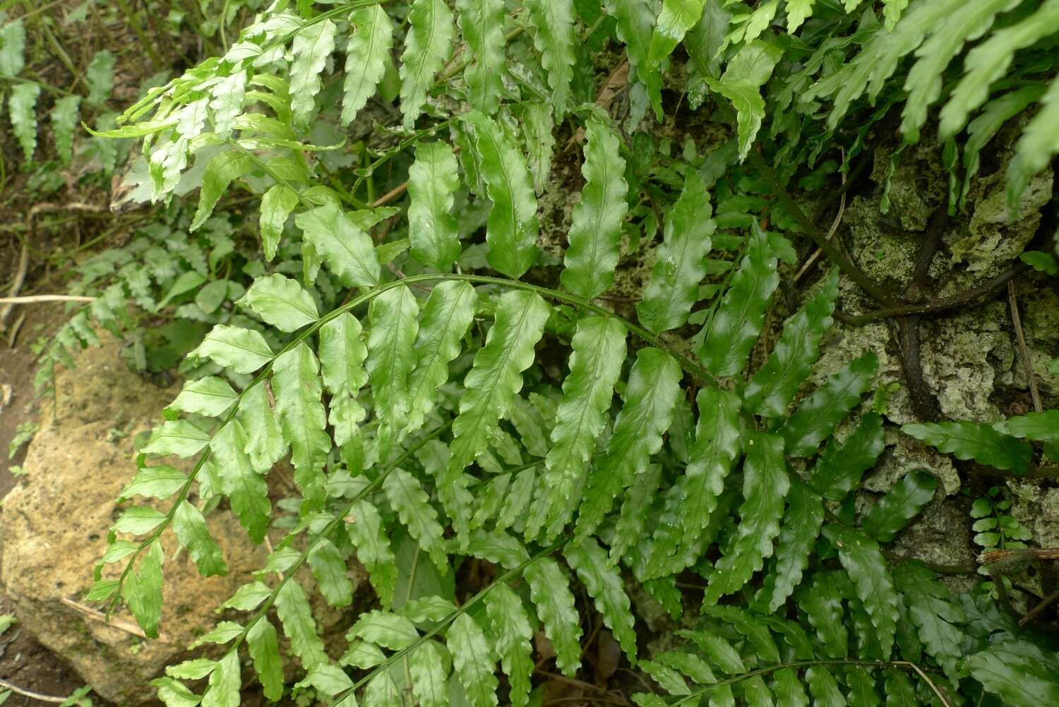 Image of Lomagramma polyphylla Brack.