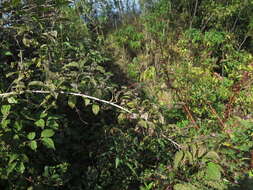 Image of Philadelphus tenuifolius Rupr. & Maxim.