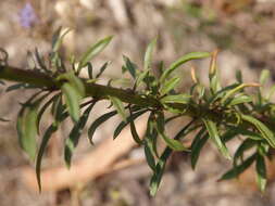 Image de Anarrhinum longipedicellatum R. Fernandes