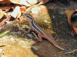 Imagem de Leiocephalus cubensis (Gray 1840)