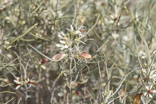 صورة Eremophila oppositifolia R. Br.