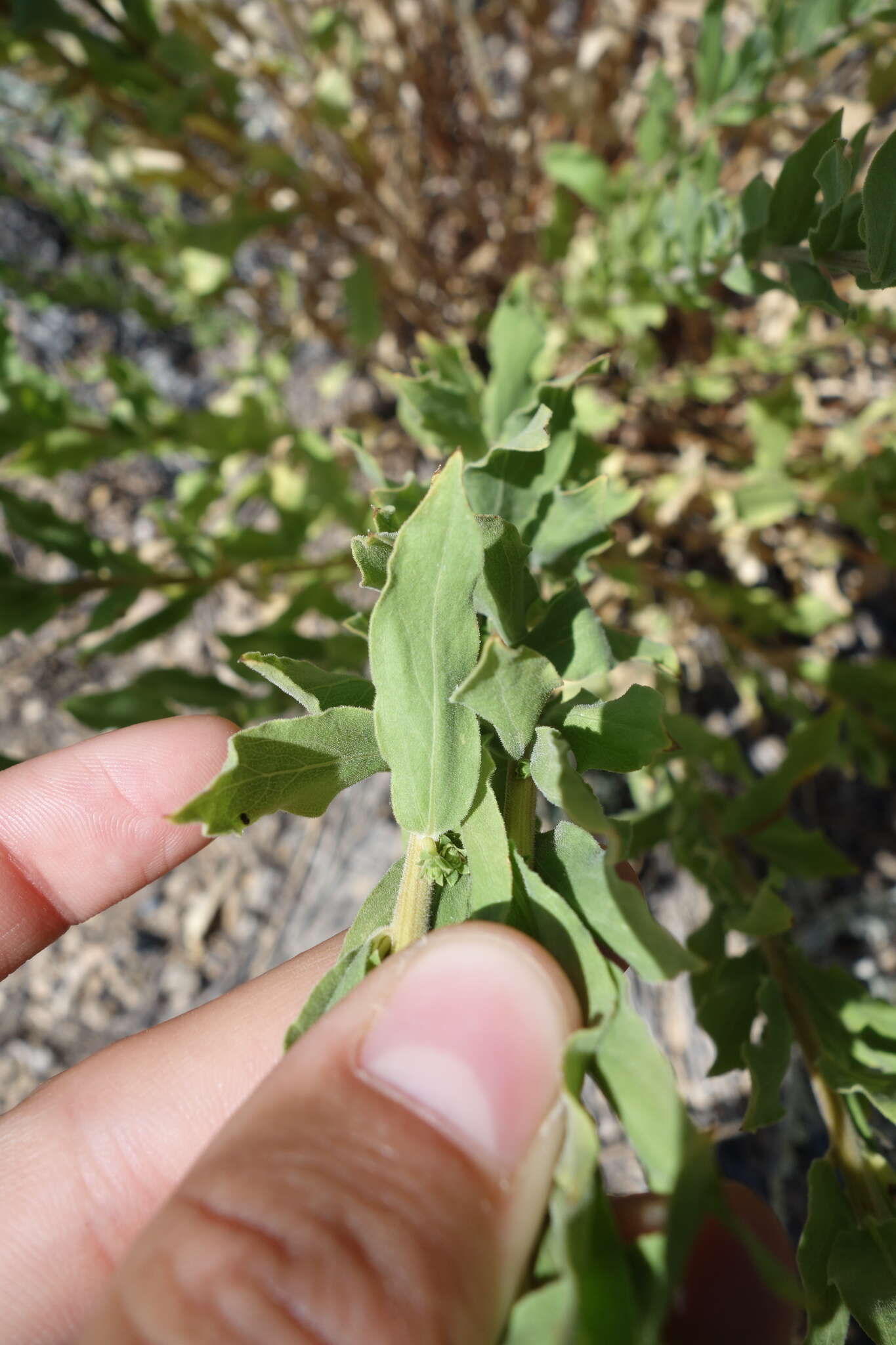 Image of Wright's goldenrod