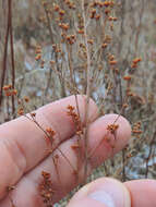 Image of largepod pinweed