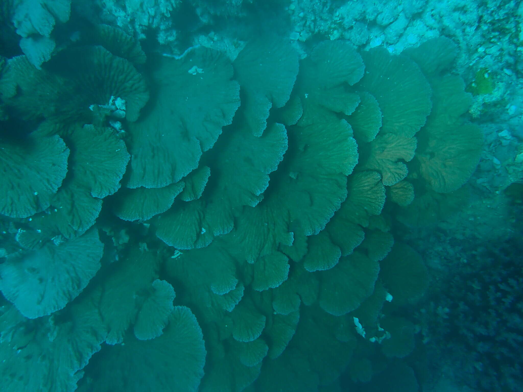 Image of crispy crust coral