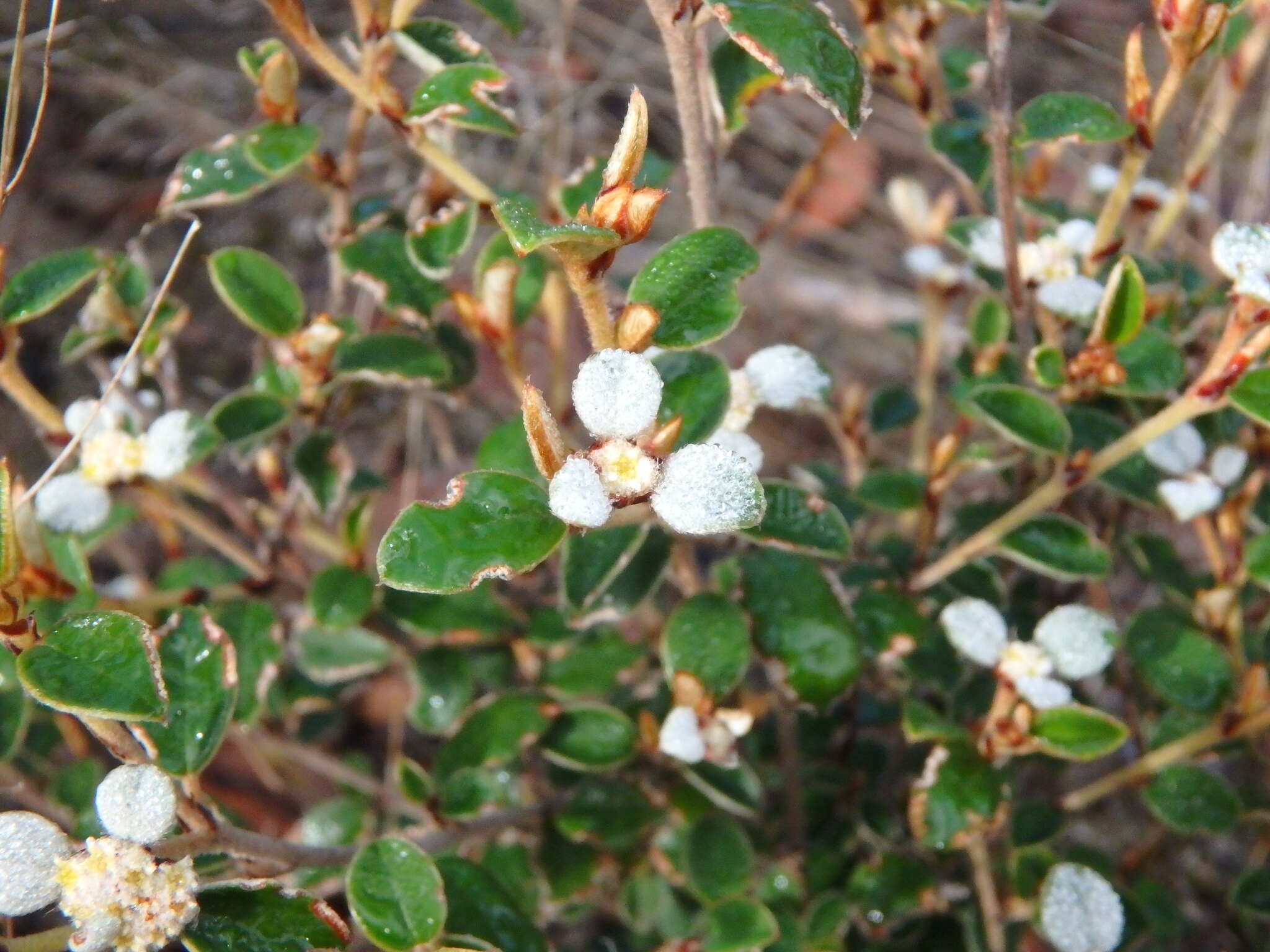 Image of Spyridium thymifolium Reiss.