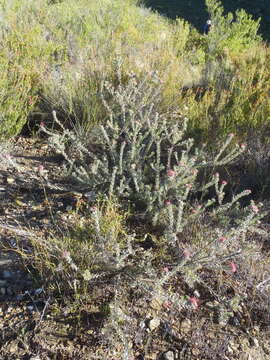 Plancia ëd Leucospermum wittebergense Compton