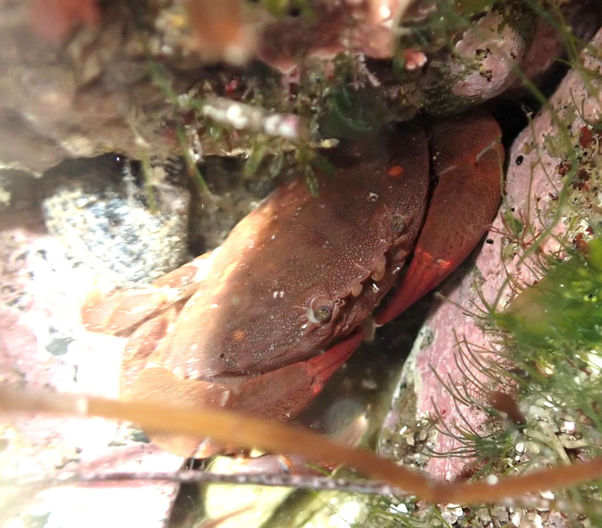 Image of ninetooth pebble crab