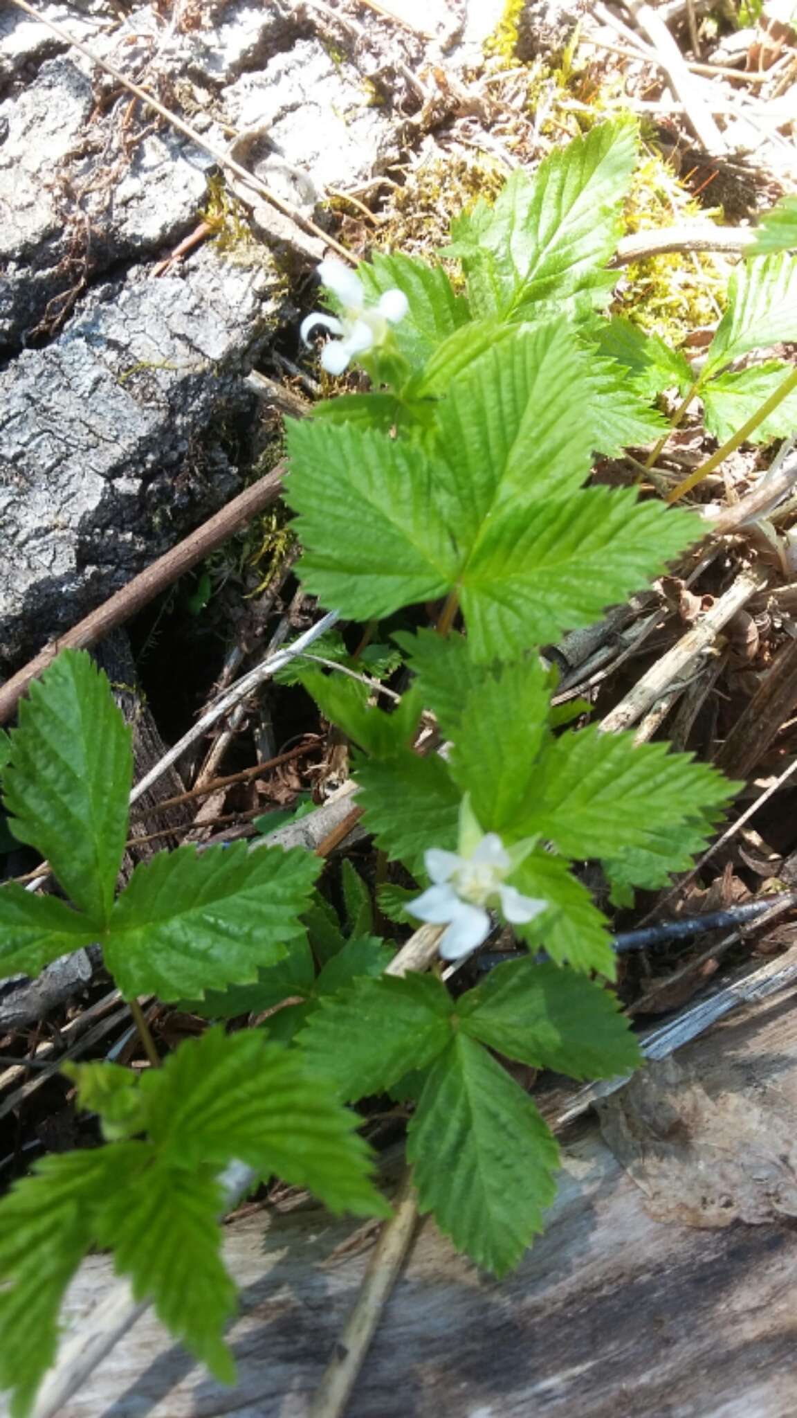 Image of dwarf red blackberry