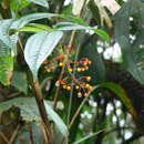 Image of Miconia hymenanthera Triana