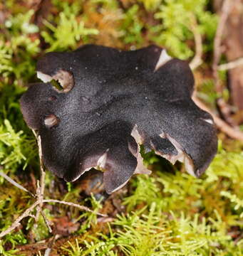 Image of Entocybe haastii (G. Stev.) Largent 2014