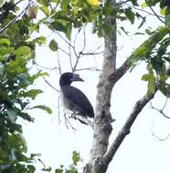 Image of Luzon Hornbill