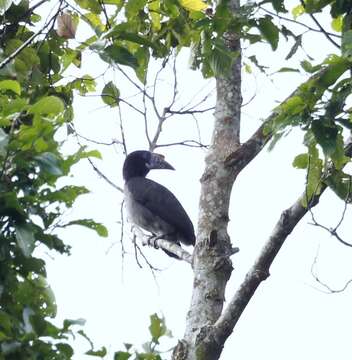 Image of Luzon Hornbill