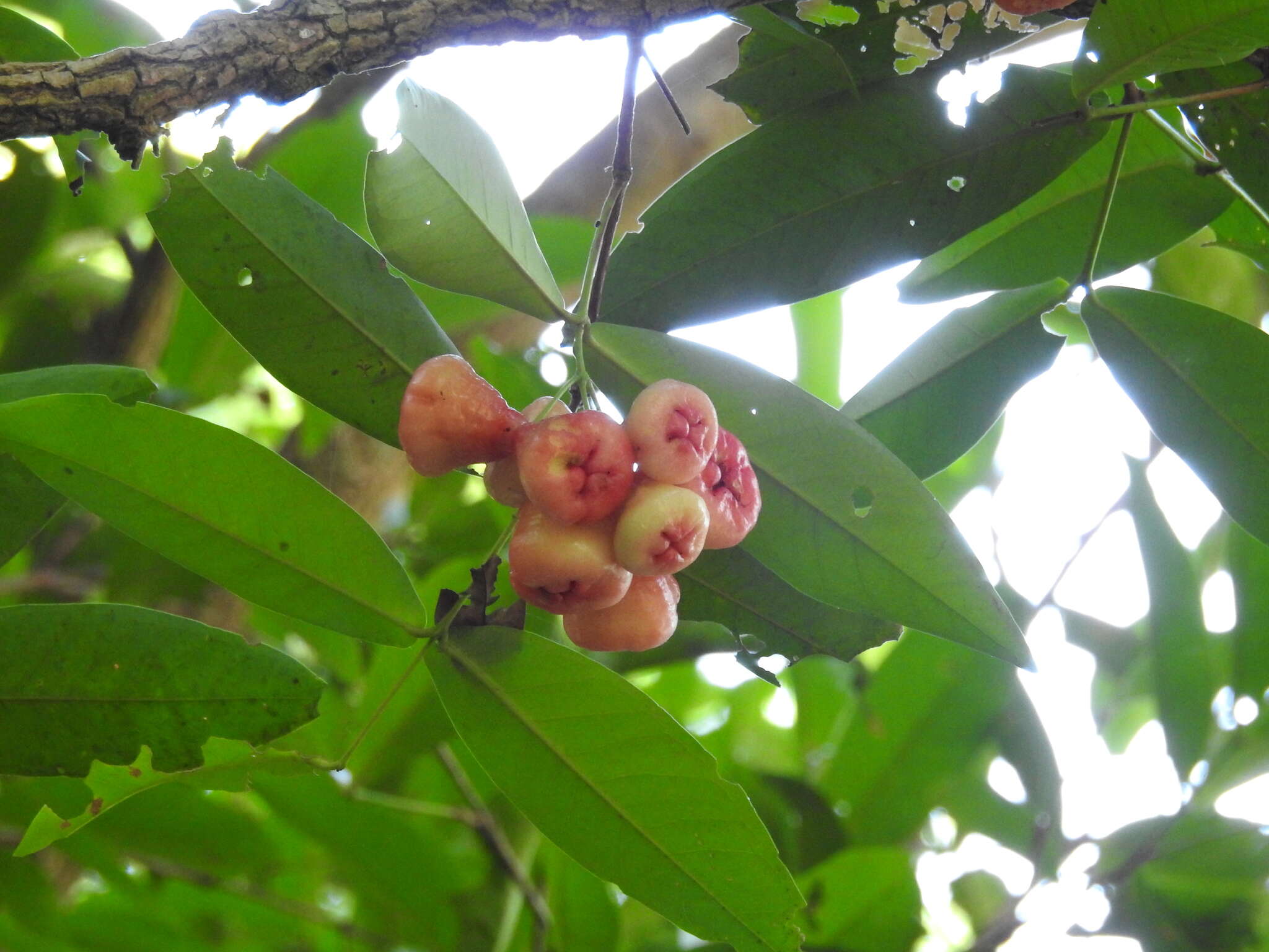 Imagem de Syzygium samarangense (Bl.) Merr. & L. M. Perry