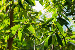 Sivun Syzygium levinei (Merr.) Merr. & L. M. Perry kuva