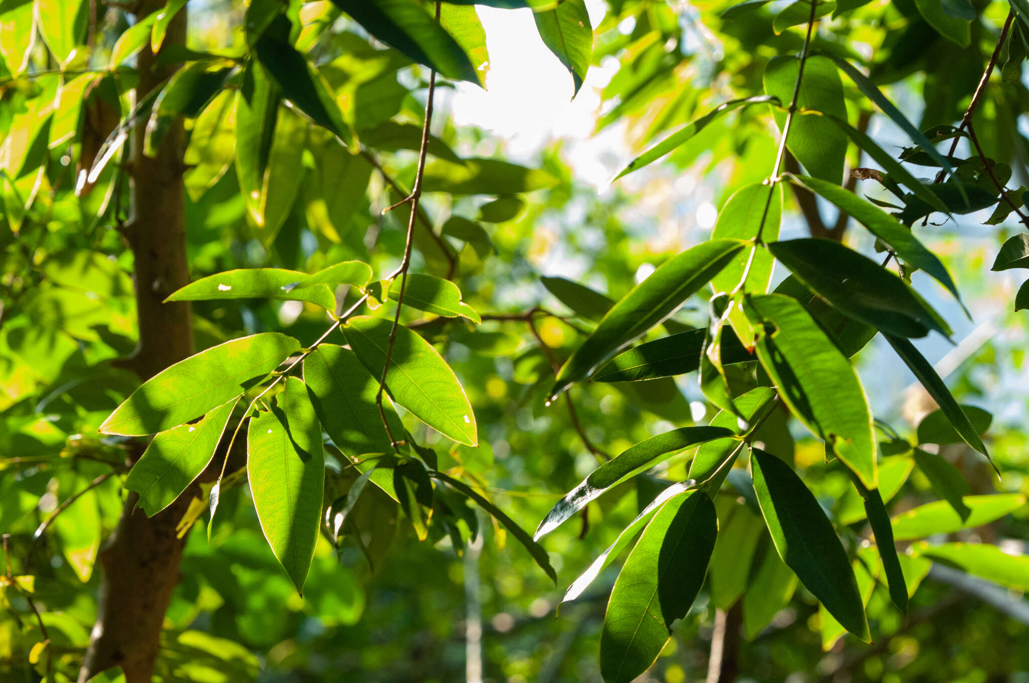 Sivun Syzygium levinei (Merr.) Merr. & L. M. Perry kuva