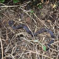 Image of Northern Ground Snake