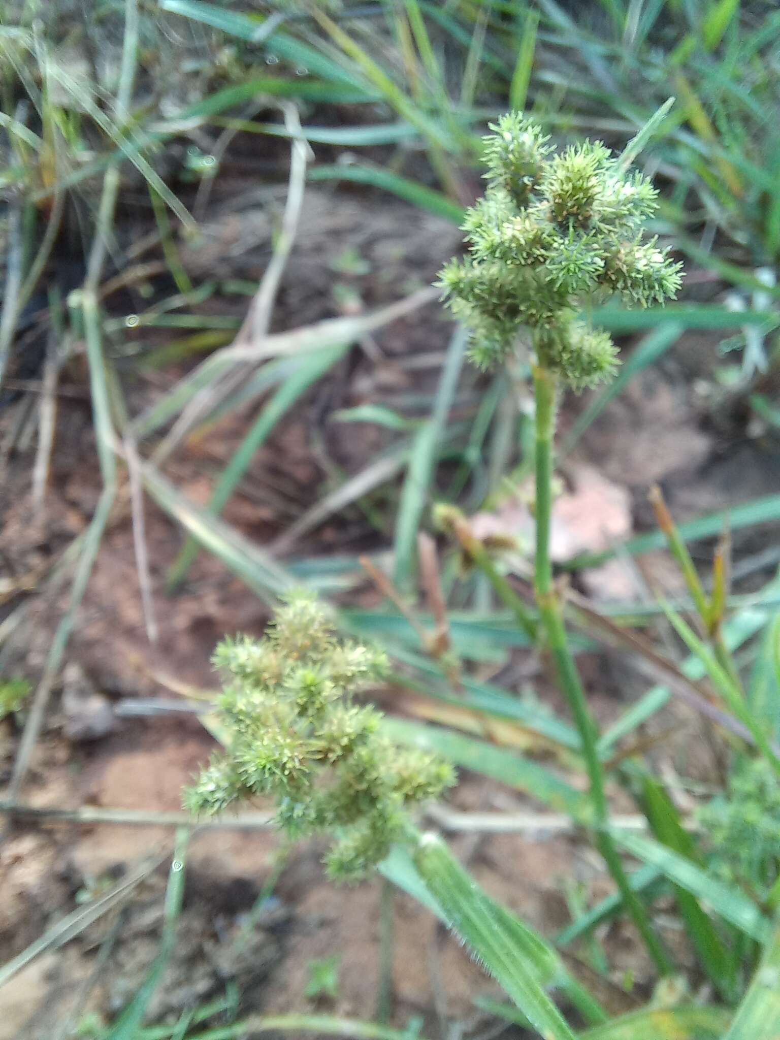 Image of Fuirena ciliaris (L.) Roxb.