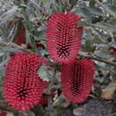 Sivun Banksia caleyi R. Br. kuva