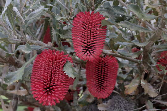 Image de Banksia caleyi R. Br.