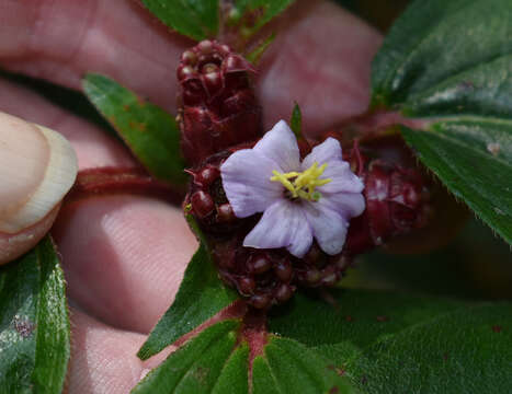 Image of Tristemma mauritianum J. F. Gmel.