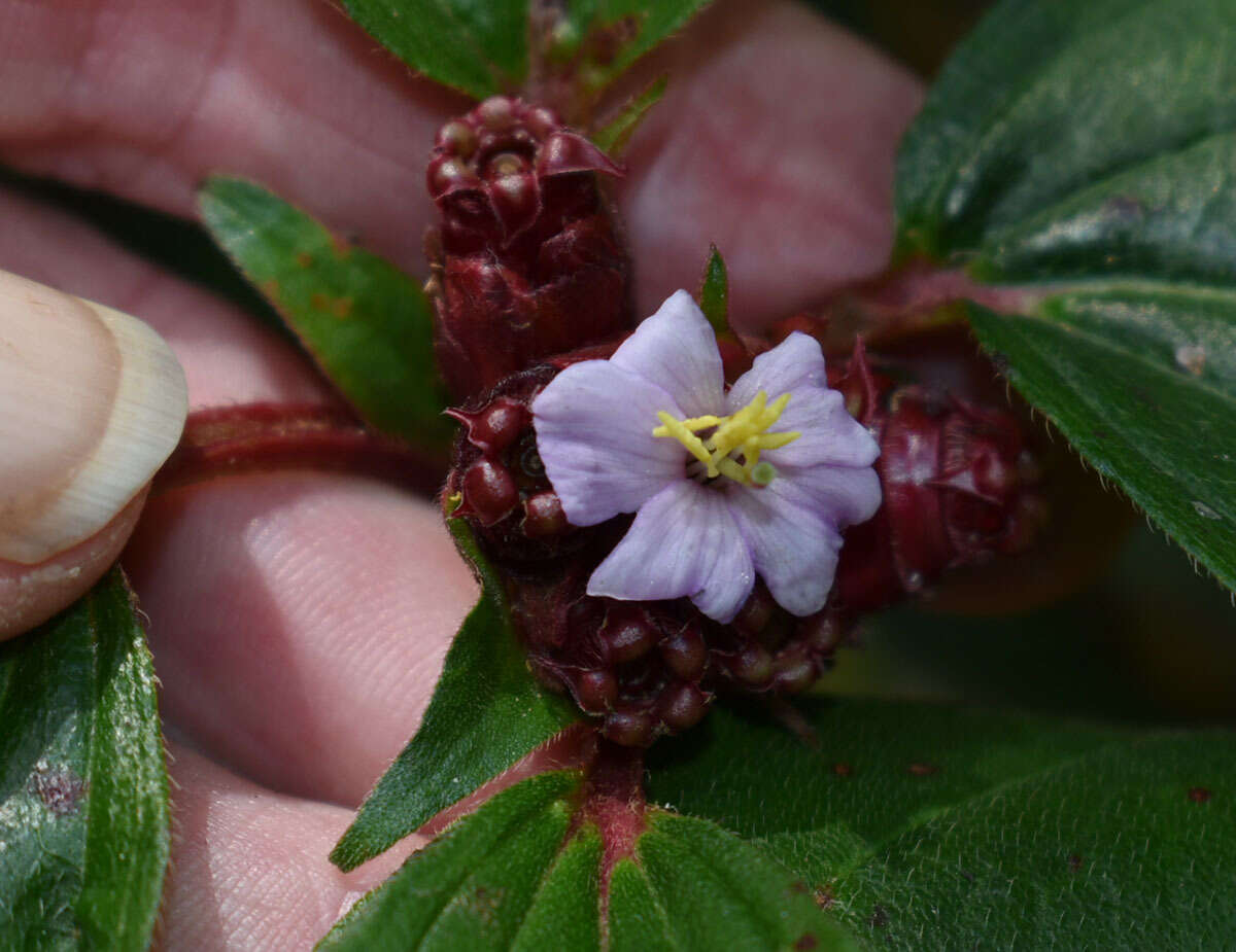 Imagem de Tristemma mauritianum J. F. Gmel.