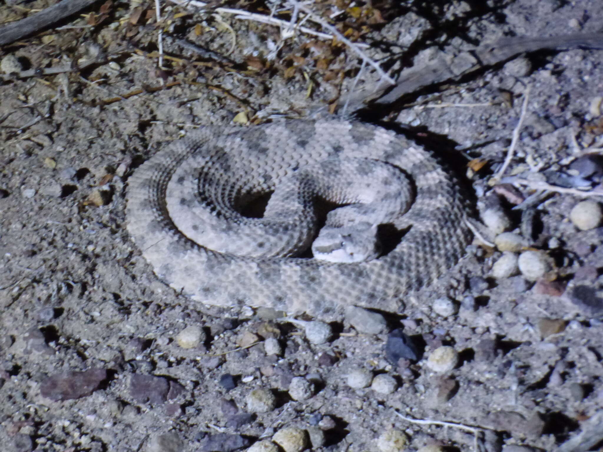 Image of Crotalus cerastes cerastes Hallowell 1854