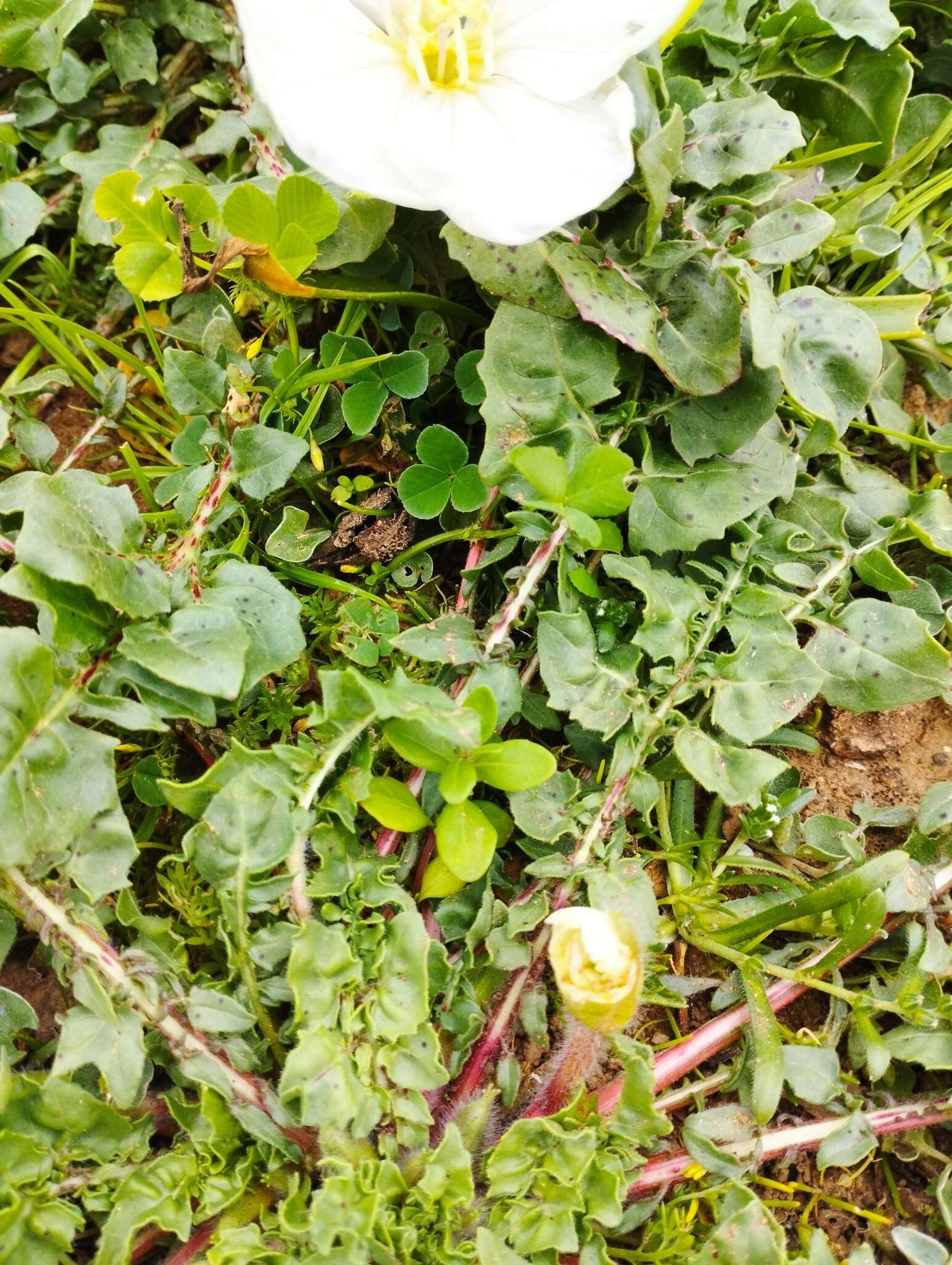 Слика од Oenothera acaulis Cav.