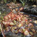 صورة Drosera bequaertii Taton