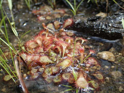 Image of Drosera bequaertii Taton