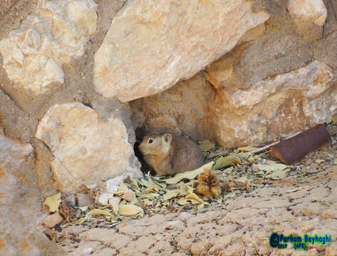 Image of Afghan Pika