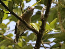 Слика од Cyclarhis gujanensis insularis Ridgway 1885