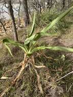 Image of Mangrove lily