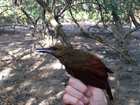 Image of Northern Barred Woodcreeper