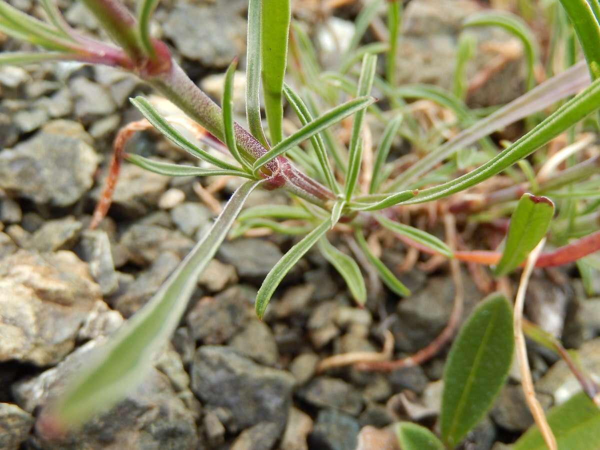 Image of Silene paradoxa L.