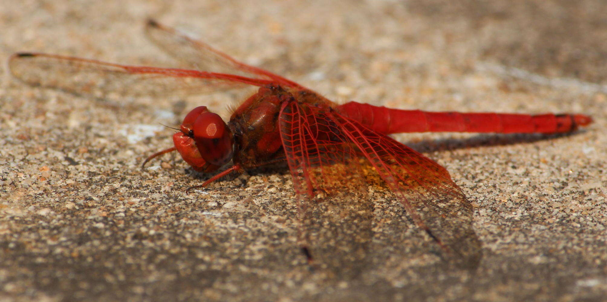 Image of <i>Trithemis kirbyi ardens</i> Gerstaecker 1891