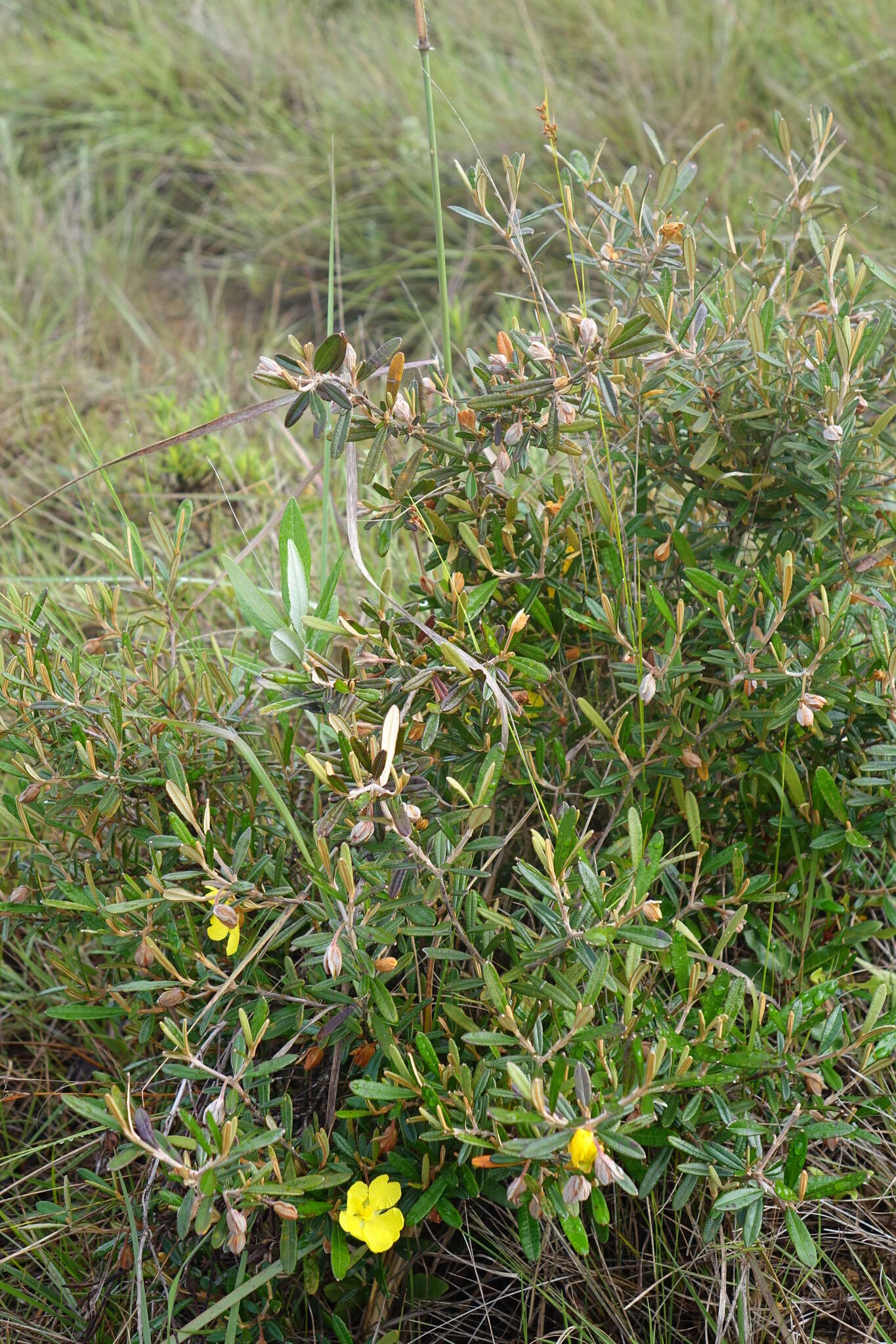 Image of Hibbertia coriacea Baill.