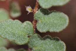 Image of Windham's scaly cloakfern