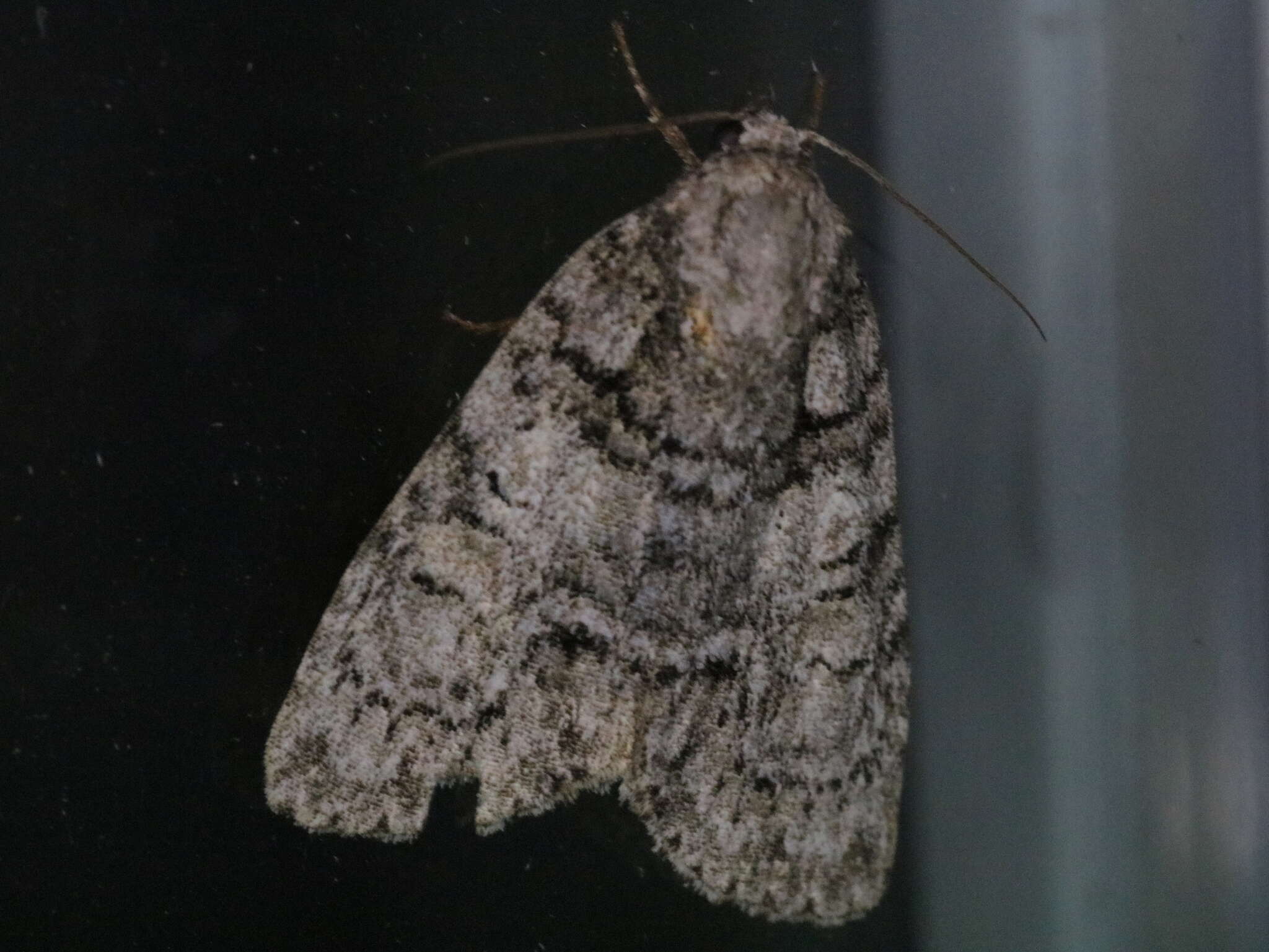 Image of Acronicta tristis Smith 1911