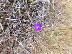 Sivun Brodiaea jolonensis Eastw. kuva