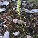 Imagem de Platanthera transversa (Suksd.) R. M. Bateman