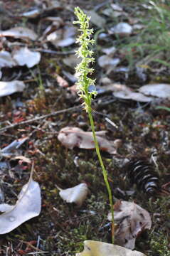 Image of Royal rein orchid