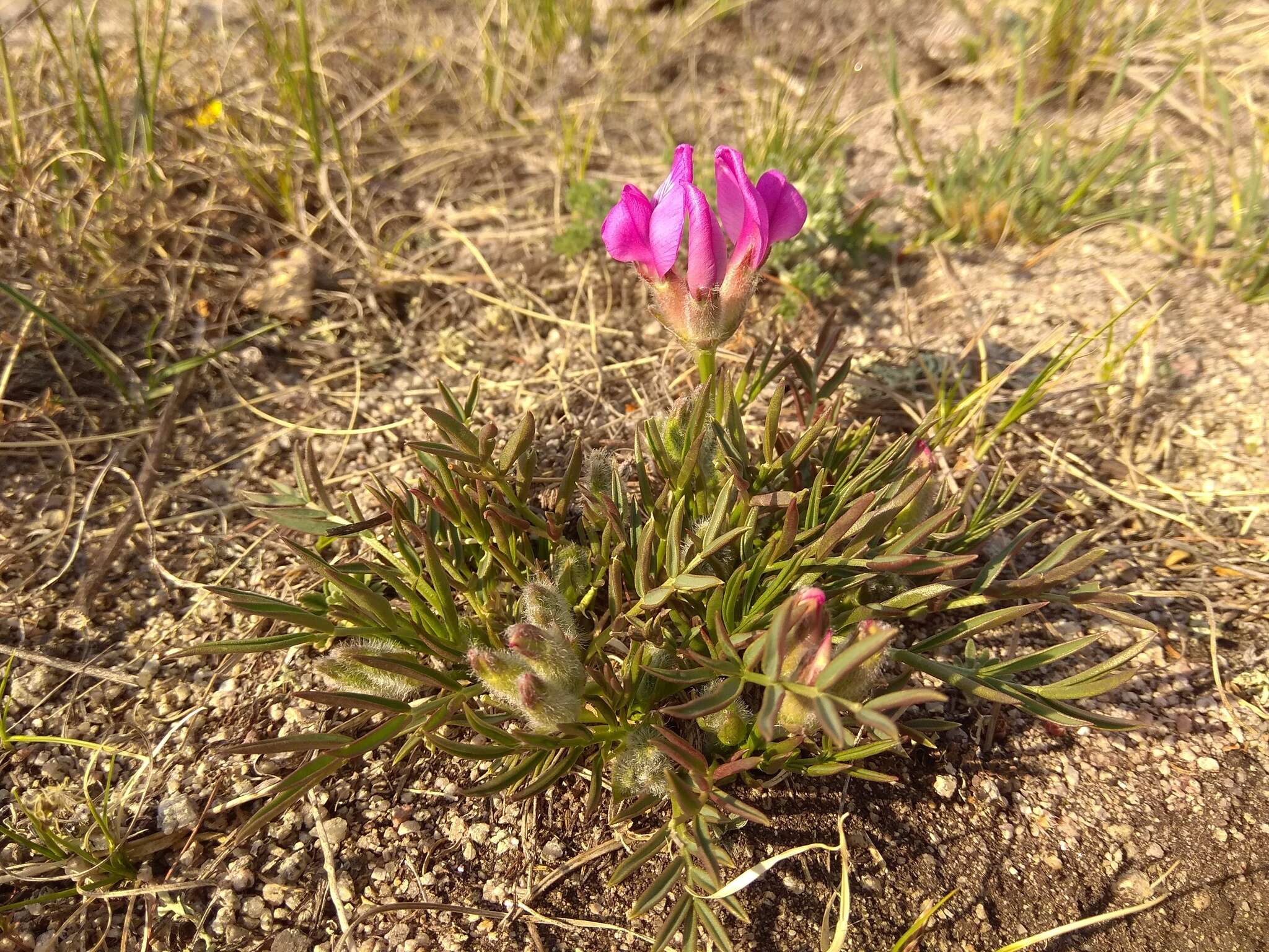 Image of Oxytropis nuda Basil.