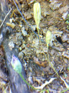 Sivun Allium acuminatum Hook. kuva