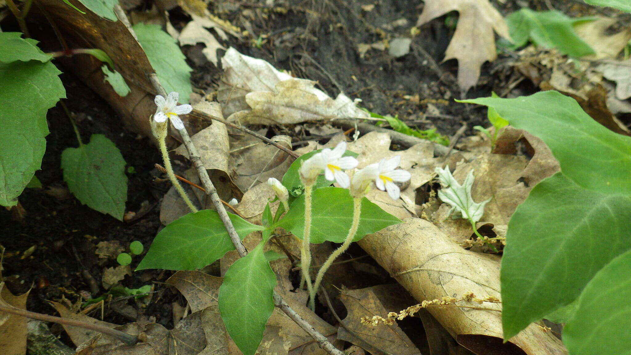 Image de Aphyllon uniflorum (L.) Torr. & A. Gray