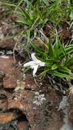 Image of Xerophyta adendorffii Behnke