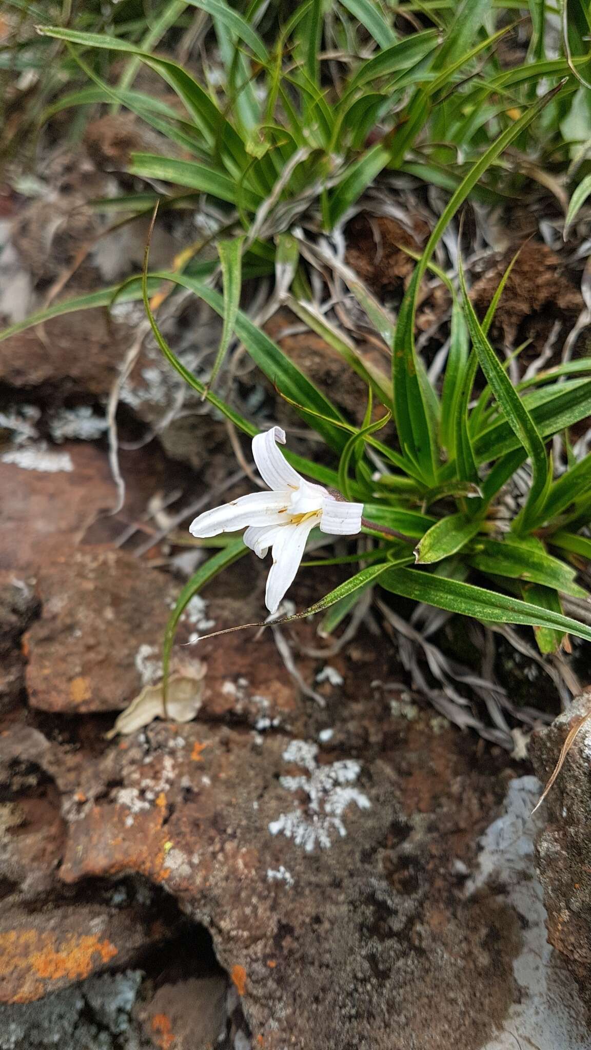 Image of Xerophyta adendorffii Behnke